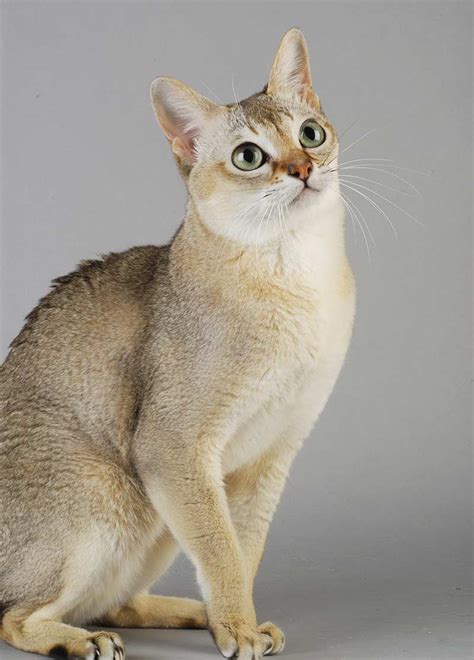 The Singapura is an easy to care for cat. The short coat requires little grooming, although they enjoy the sensation of being lightly brushed. There is little difference in size between the males and females; males weigh around 2.7 — 3.6kg. (6 — 8lbs), and females 2.3 —2.7kg (5 — 6lbs). The average life expectancy is 11 — 15 years.
